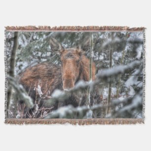Vild Canadian Moose in Winter Forest Mysfilt