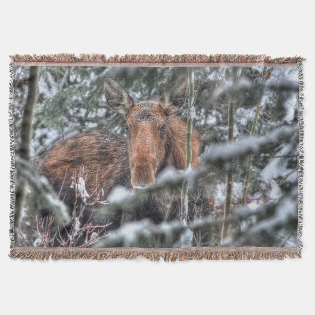Vild Canadian Moose in Winter Forest Mysfilt (Framsidan)