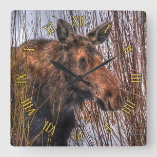 Vild Canadian Moose in Winter Snö I Fyrkantig Klocka
