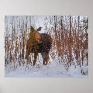 Vild Canadian Moose in Winter Snö III Poster