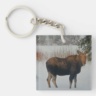 Vild Canadian Moose in Winter Snö IV