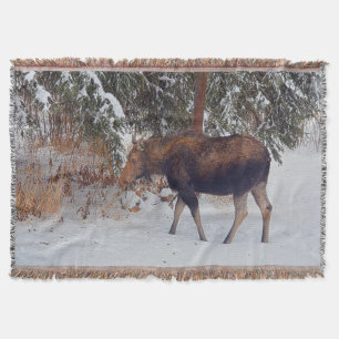 Vild Canadian Moose in Winter Snö IV Mysfilt