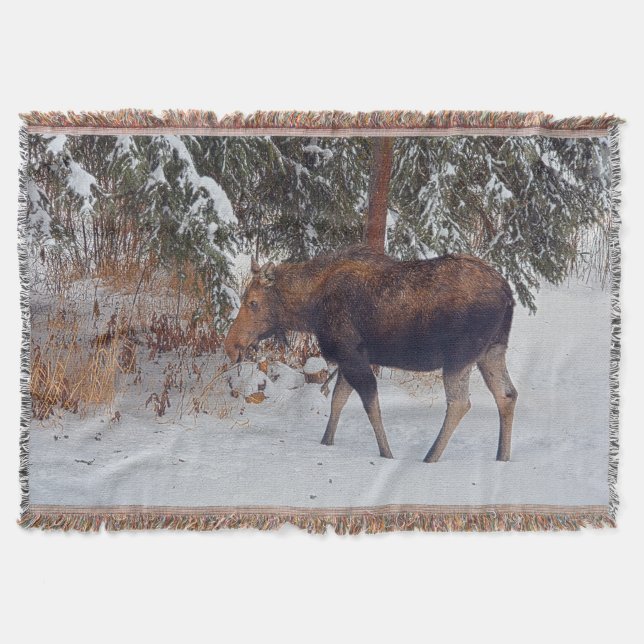Vild Canadian Moose in Winter Snö IV Mysfilt (Framsidan)