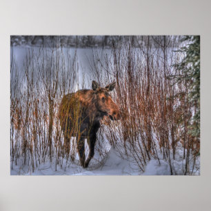 Vild Canadian Moose in Winter Snö Poster