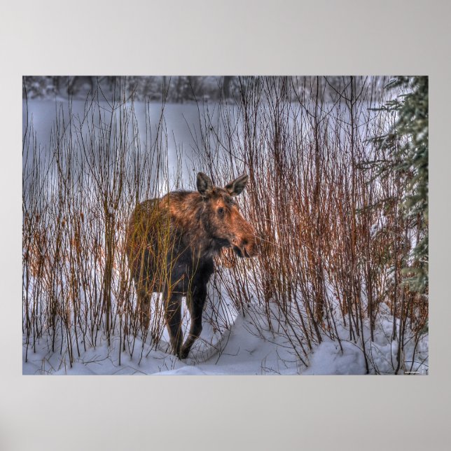 Vild Canadian Moose in Winter Snö Poster (Framsidan)
