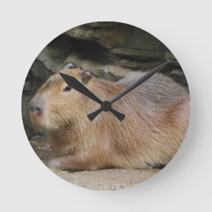 Vild Capybara Clock Rund Klocka