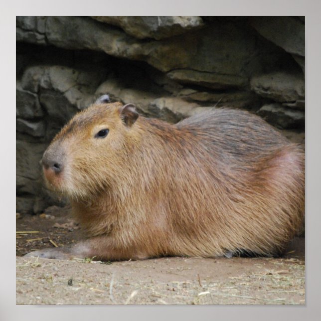 Vild Capybara Poster (Framsidan)