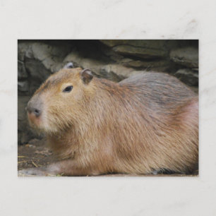 Vild Capybara-vykort Vykort