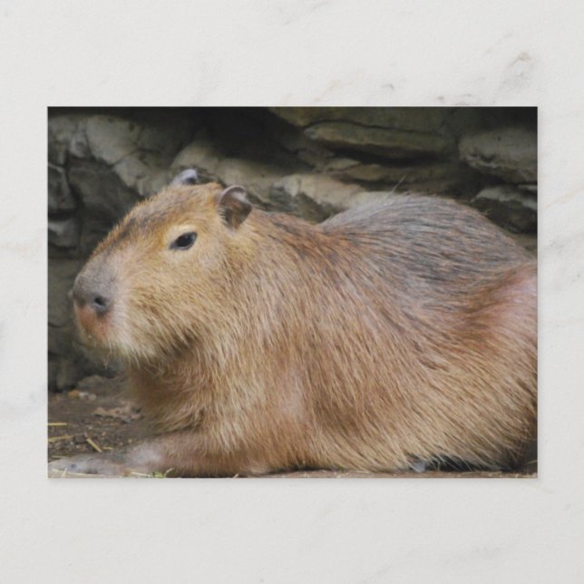 Vild Capybara-vykort Vykort (Framsida)