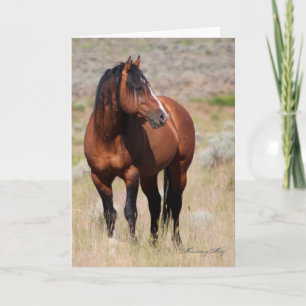 Vild Card~ Honor, Vild Stallion Kort