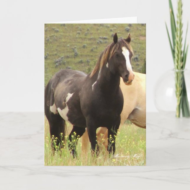 Vild Card~ Majesty, Band Stallion Steens Kort (Framsida)