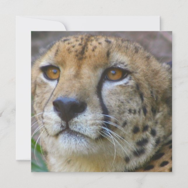 Vild Cheetah-inbjudningar Inbjudningar (Framsida)