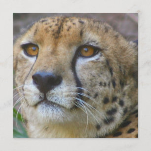 Vild Cheetah-inbjudningar Inbjudningar