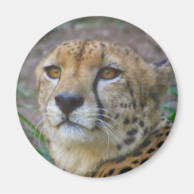 Vild Cheetah Magnet (Framsidan)