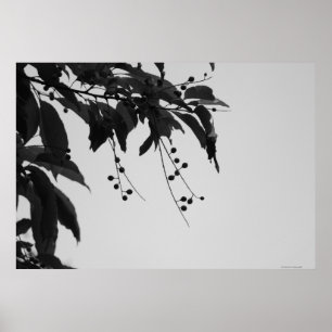 Vild Cherries poster