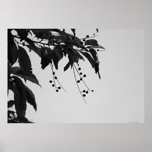 Vild Cherries poster (Framsidan)
