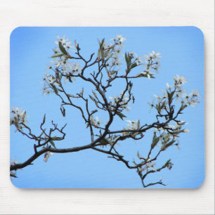 Vild Cherry Blommars Blommigt Musmatta
