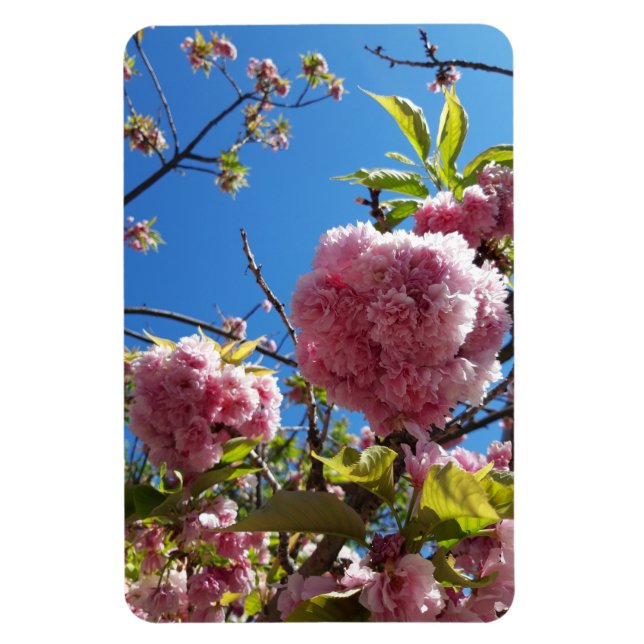 Vild Cherry rosa Blommar Träd Magnet (Vertikal)