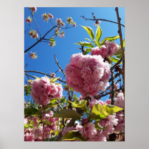 Vild Cherry rosa Blommar Träd Poster