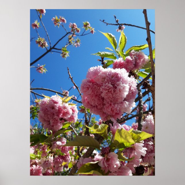 Vild Cherry rosa Blommar Träd Poster (Framsidan)