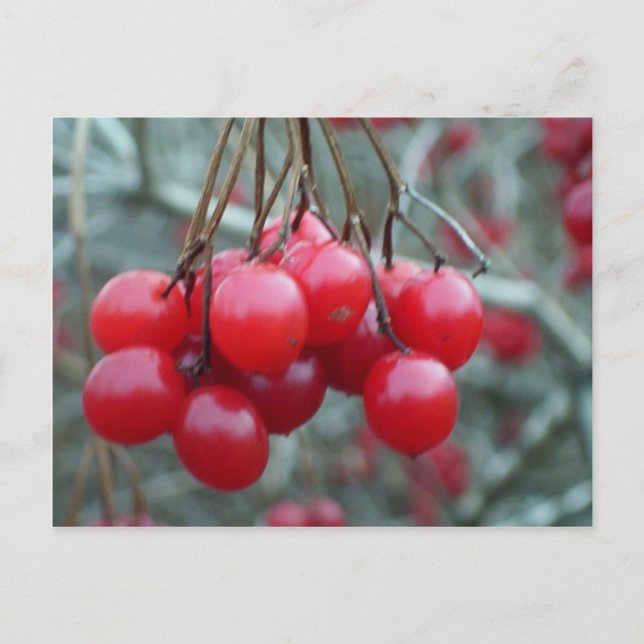 Vild Cherry Vykort (Framsida)