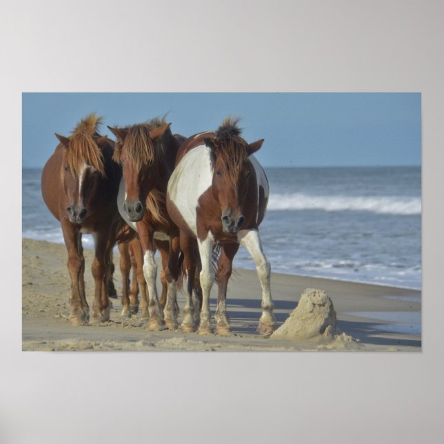 Vild Chincoteague Ponies, Assateague Island Beach Poster (Framsidan)