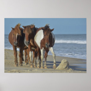 Vild Chincoteague Ponies, Assateague Island Beach Poster
