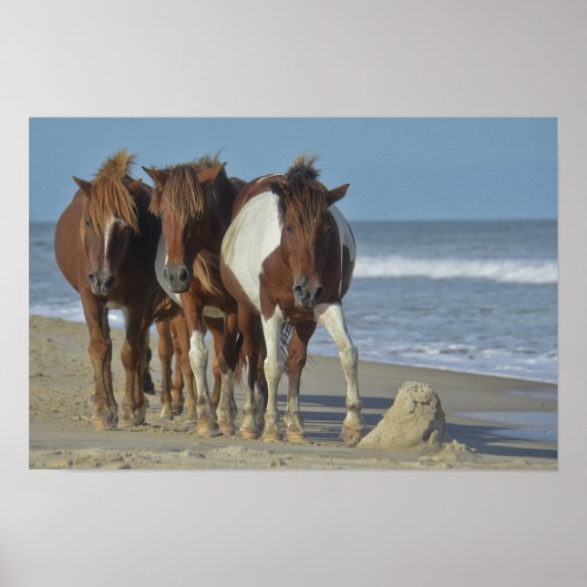 Vild Chincoteague Ponies, Assateague Island Beach Poster (Framsidan)