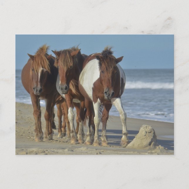 Vild Chincoteague Ponies, Assateague Island Beach Vykort (Framsida)