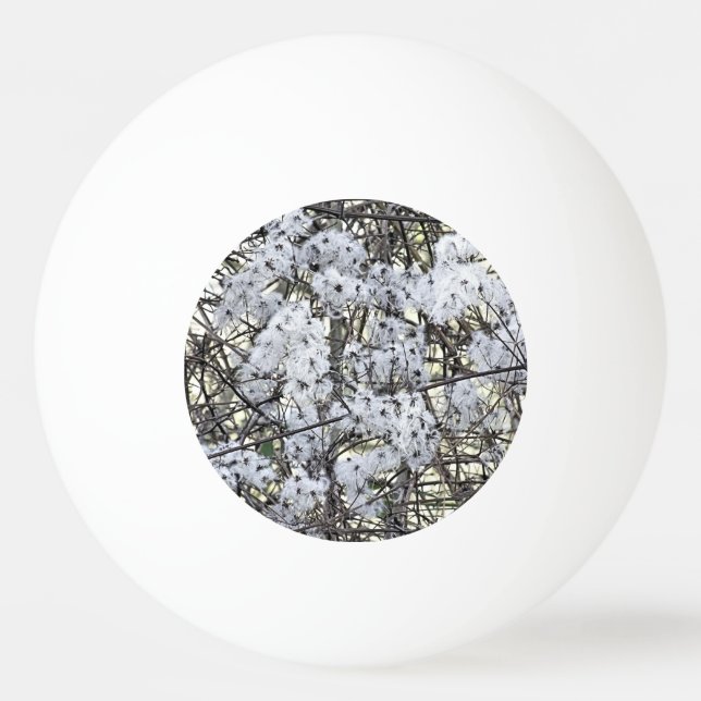 VILD CLEMATIS PINGISBOLL (Framsidan)