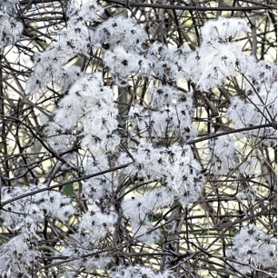 VILD CLEMATIS VYKORT