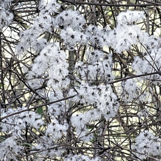 VILD CLEMATIS VYKORT (A pretty wild seed heads clematis photographic design.)