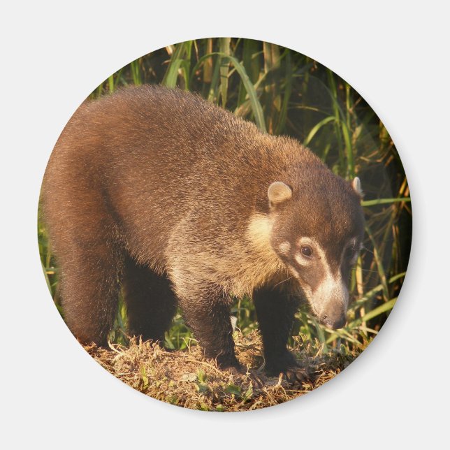 Vild Coati Mundi Magnet (Framsidan)