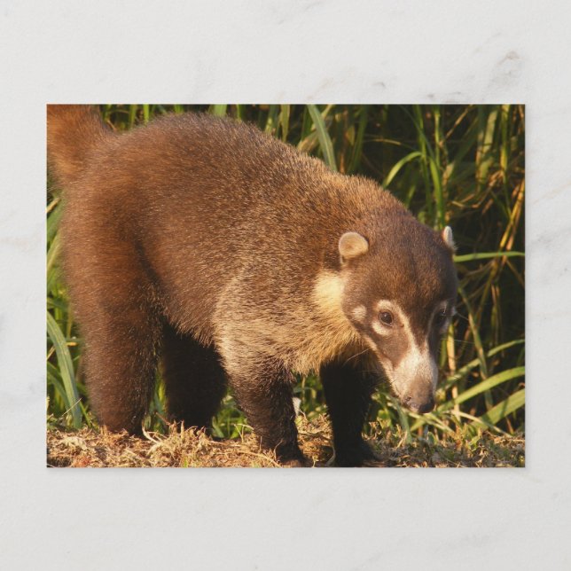 Vild Coati Mundi vykort (Framsida)