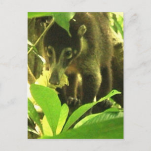 Vild Coati-vykort Vykort