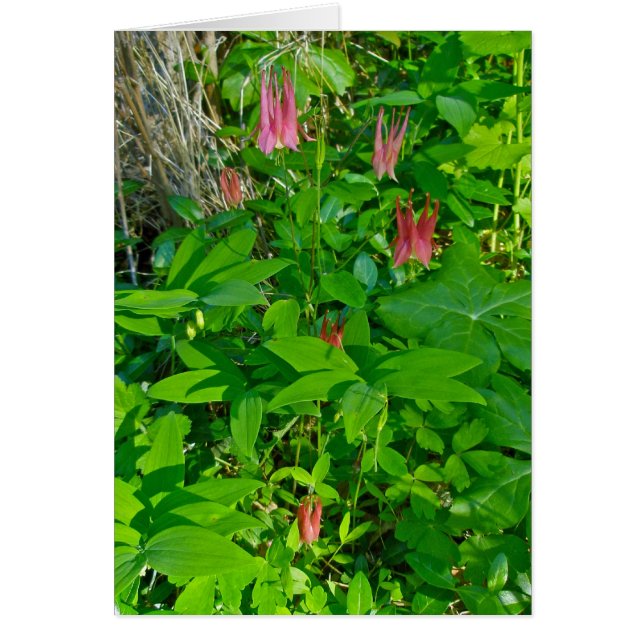 Vild-columbine-anteckningskort OBS Kort (Framsidan)