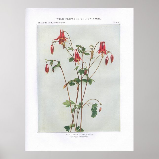 Vild Columbine; Sten Klockor - Aquilegia canadensi Poster (Framsidan)