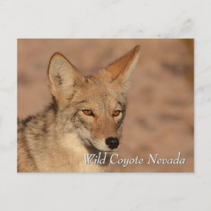 Vild Coyote i Nevada-öknen Vykort