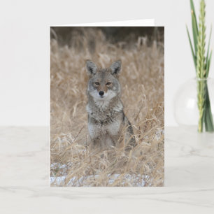 Vild Coyote - tackkort