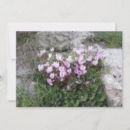 Vild Cyclamen Julkort