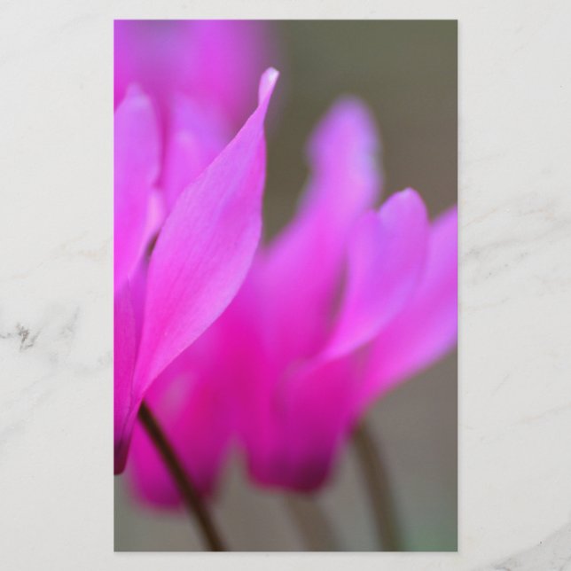 Vild Cyclamen Macro Brevpapper (Framsida)