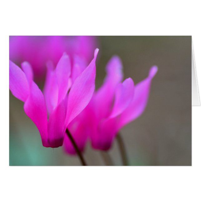 Vild Cyclamen Macro Hälsningskort (Framsidan Horizontal)