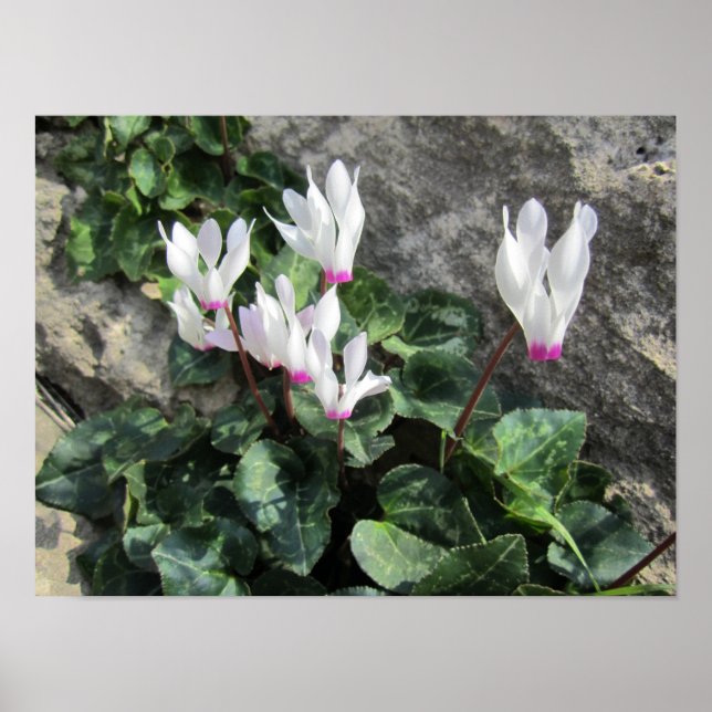 Vild Cyclamen Poster (Framsidan)