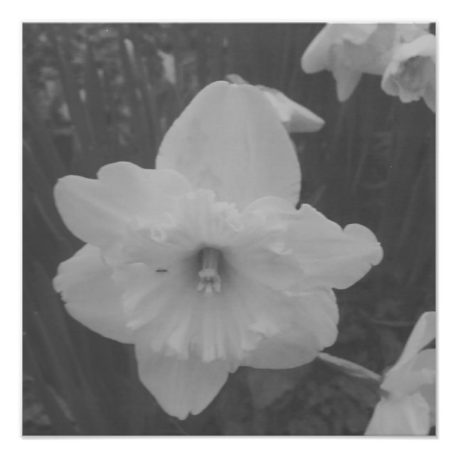 Vild Daffodil Fototryck (Framsidan)