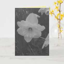 Vild Daffodil Kort