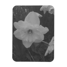 Vild Daffodil Magnet