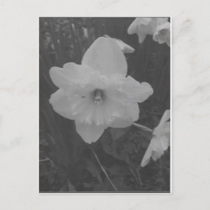 Vild Daffodil Vykort