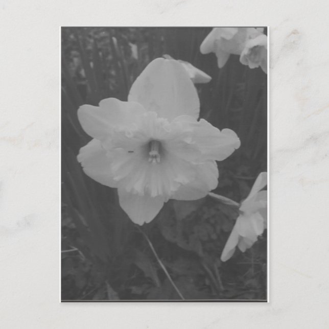 Vild Daffodil Vykort (Framsida)