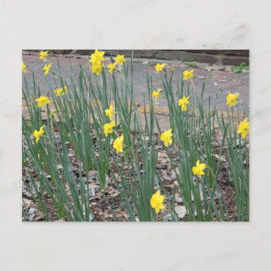Vild Daffodils Vykort