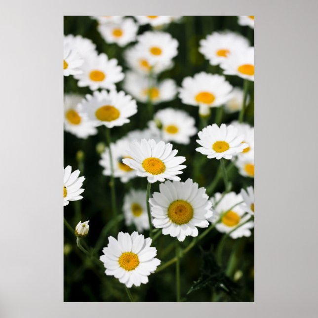Vild daisy blommor stängs upp poster (Framsidan)